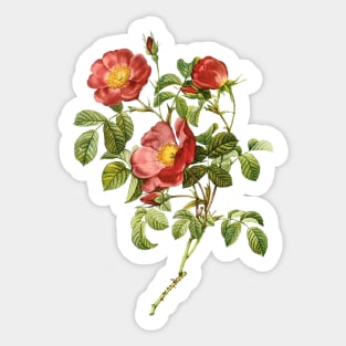 Vintage Rose Sticker